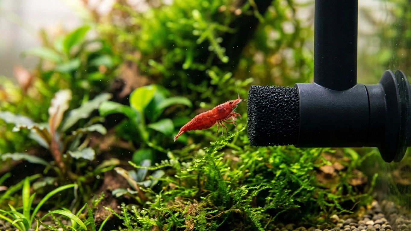 7 Best Nano Aquarium Filters for Shrimp Tanks (2025 Safety Picks)