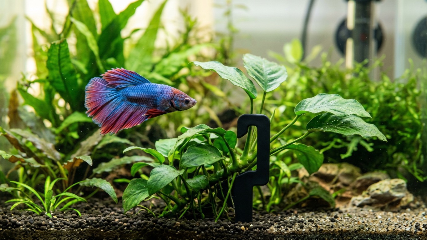 How to Set Up a Planted Betta Tank: 7 Steps to a Thriving Habitat