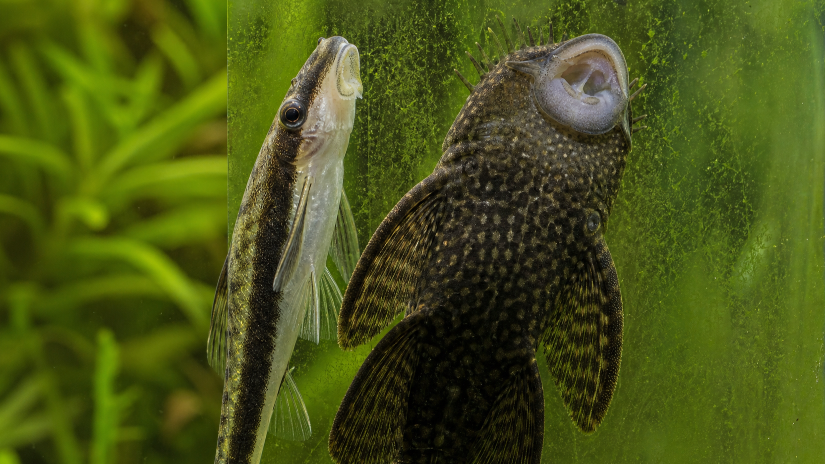 Best Algae Eating Fish for Your Aquarium (2026 Reviews)